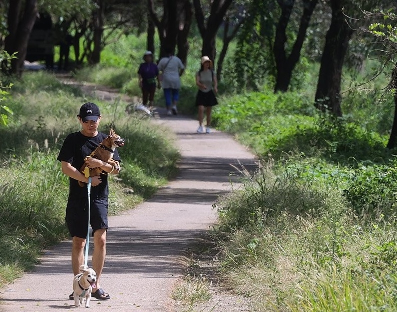 A pet owner walks their dogs along the Cheonggye Stream in Seoul on Sept. 30, 2024. Yonhap