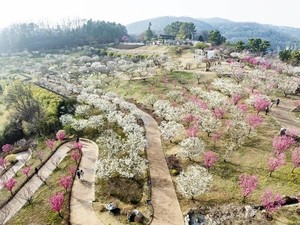 Festivals, sights across Korea