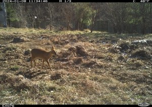 Water deer the biggest roadkill victim in South Korea
