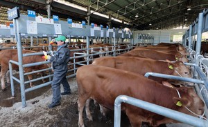 Cattle markets reopen after foot-and-mouth outbreak