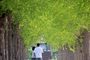 Spring at Metasequoia Road