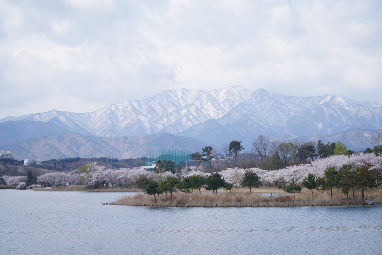 Snowcapped Seoraksan is seen above a line of cherry blossom trees in Sokcho, Gangwon Province on April 14. (Sokcho City Government via Yonhap)