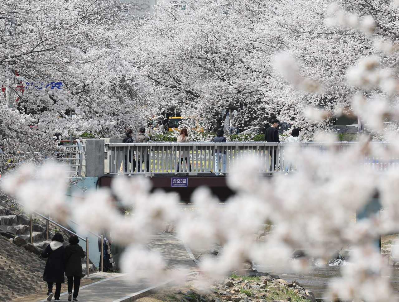 Pedestrians enjoy spring among the cherry blossoms in Nam-gu, Ulsan, on Monday. (Yonhap)