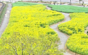 Spring flower festivals in full bloom nationwide