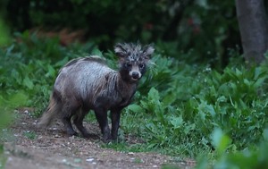 Mange suspected for hairless animals spotted in Songdo park